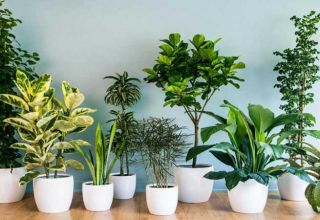 گیاهان سمی در آپارتمان