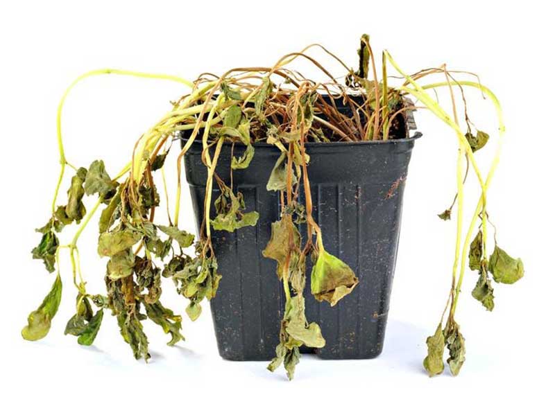 روش‌های موثر برای احیای گیاهان آپارتمانی