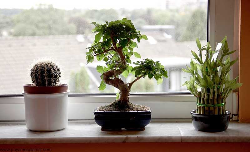 استفاده از گیاهان آپارتمانی 