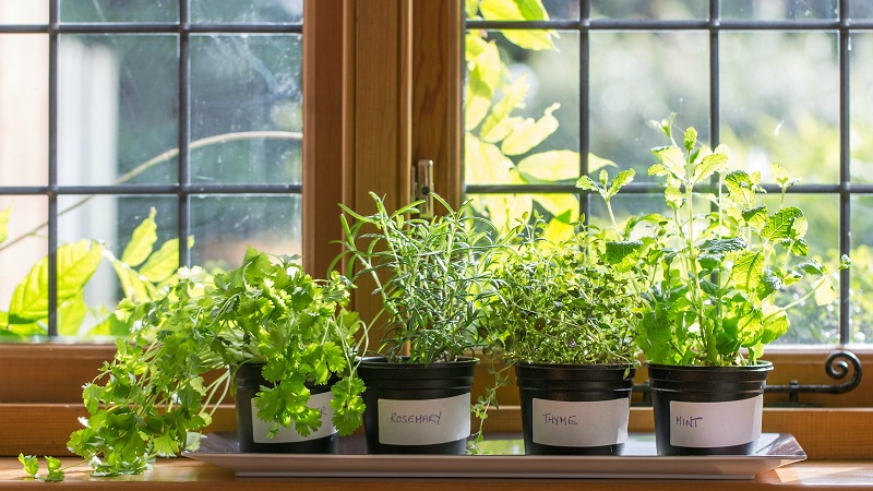 گیاهان آپارتمانی برای دفع حشرات