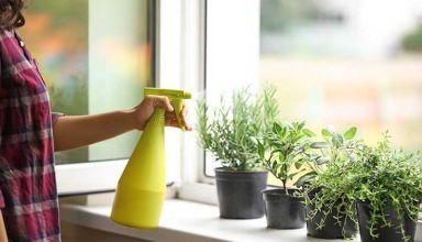 گیاهان آپارتمانی دارای انرژی مثبت در منزل
