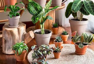 گیاهان آپارتمانی ضد استرس