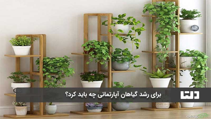 رشد سریع گیاهان آپارتمانی