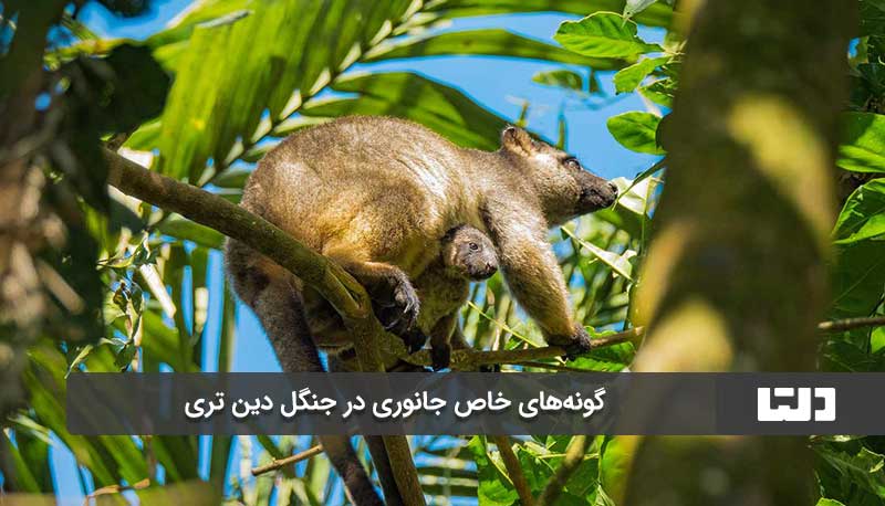 گونه های جانوری جنگل