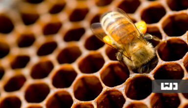 سیستم خانه سازی زنبورها