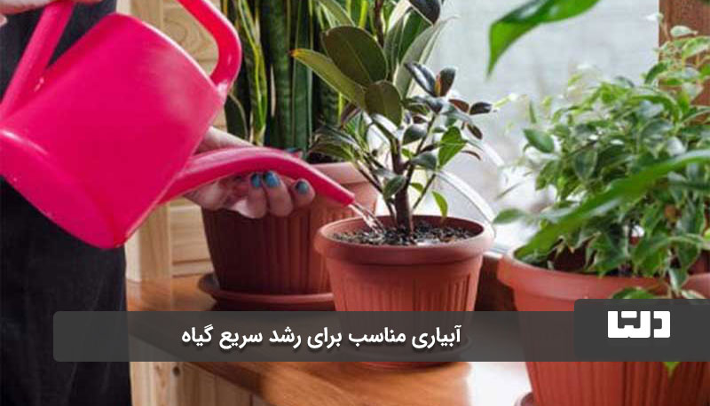 آبیاری مناسب برای رشد سریع گیاه