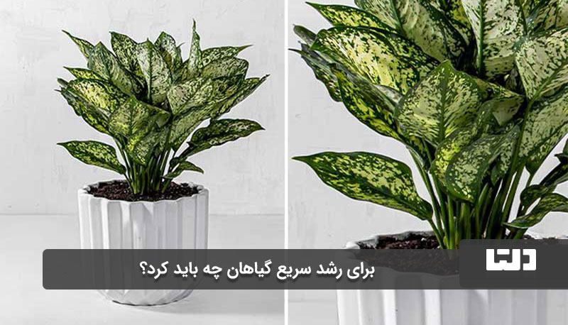 ایجاد نور مناسب برای رشد سریع گیاهان
