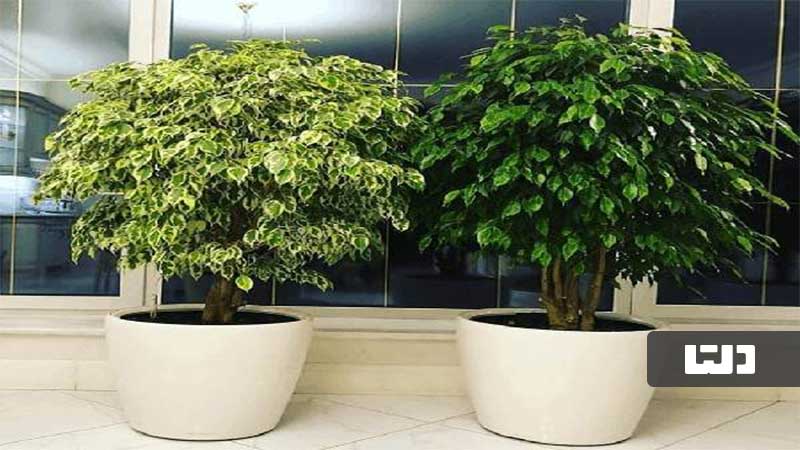 گیاهان تصفیه کننده هوای خانه
