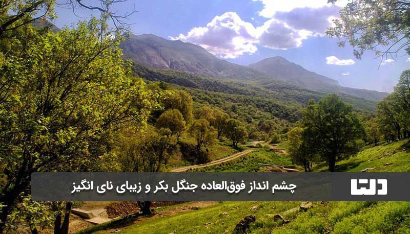 چشم انداز زیبای جنگل