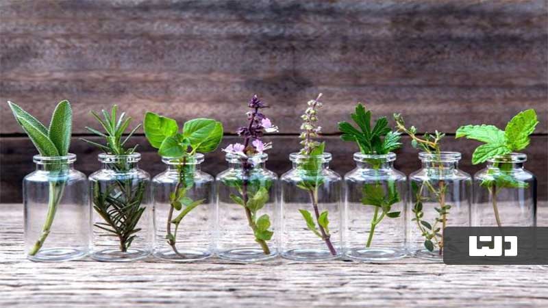 کاشت گیاهان دارویی در خانه