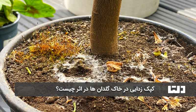 جلوگیری از کپک زدایی در خاک گلدان ها