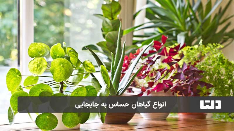 گیاهان آپارتمانی حساس به جابجایی