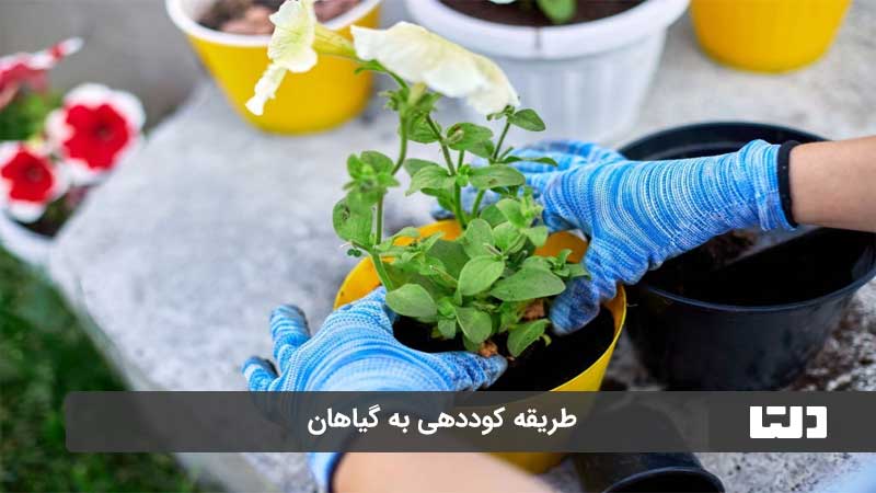 کود مناسب برای گیاهان آپارتمانی
