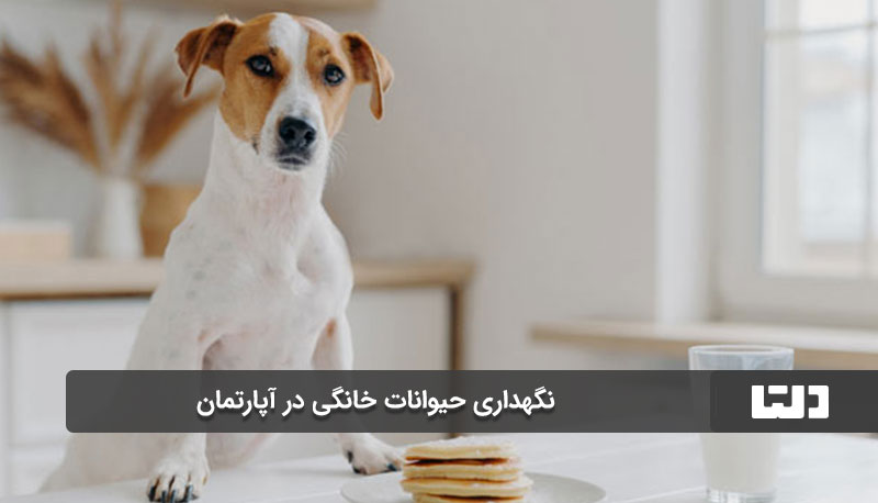 ماده ۵۱۲ برای نگهداری حیوانات خانگی در آپارتمان