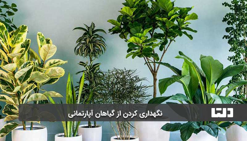 پاکسازی و تمیزی