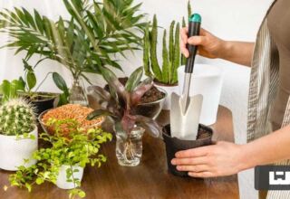 روش‌ های آشنایی با آفت گیاهان آپارتمانی