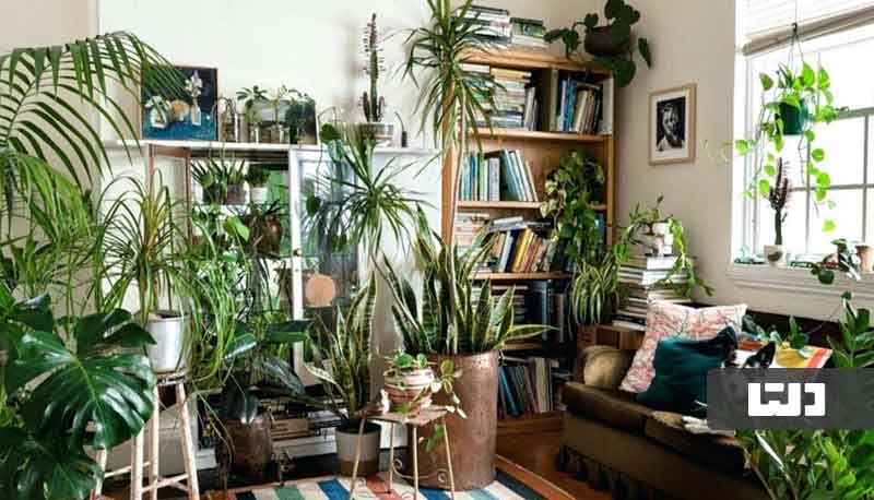 بهترین گیاهان آپارتمانی مقاوم در دکور منزل به آب کمی نیاز دارند