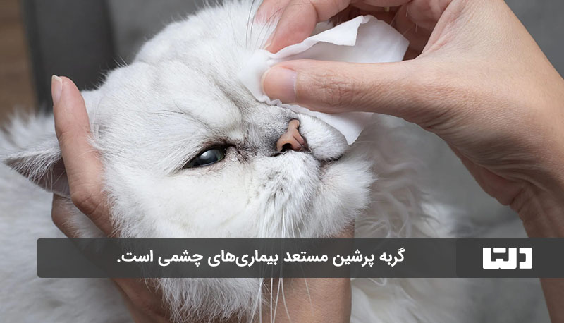 امکان ابتلا به بیماری‌های چشمی در گربه پرشین زیاد است.