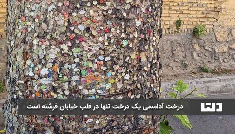 درخت آدامسی تهران را بشناسید