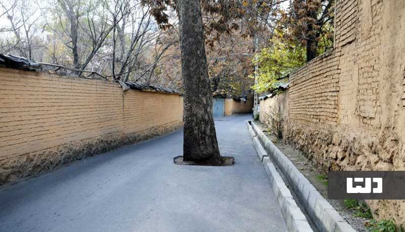 درخت آدامسی تهران، درختی در خیابان فرشته