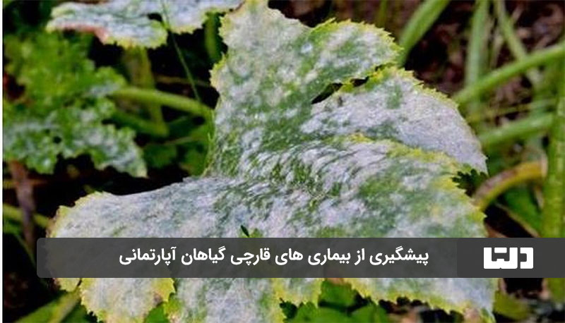 بیماری قارچی گیاهان آپارتمانی