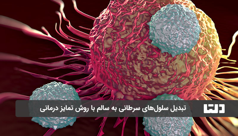 روش تمایز درمانی سلول های سرطانی را به سالم تبدیل می‌کند