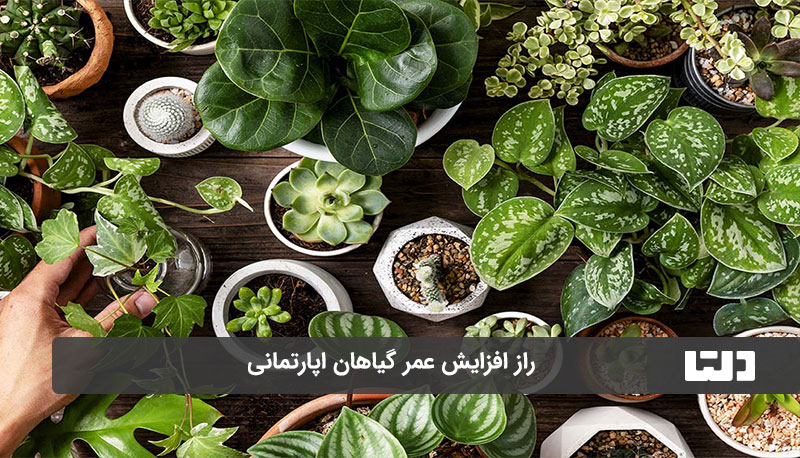 افزایش عمر گیاهان آپارتمانی