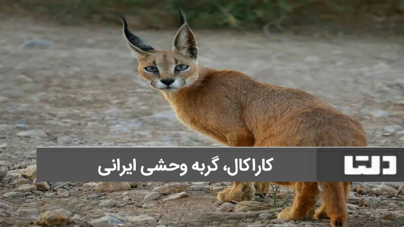 حیوانات عجیب ایران کاراکال یا گوش سیاه