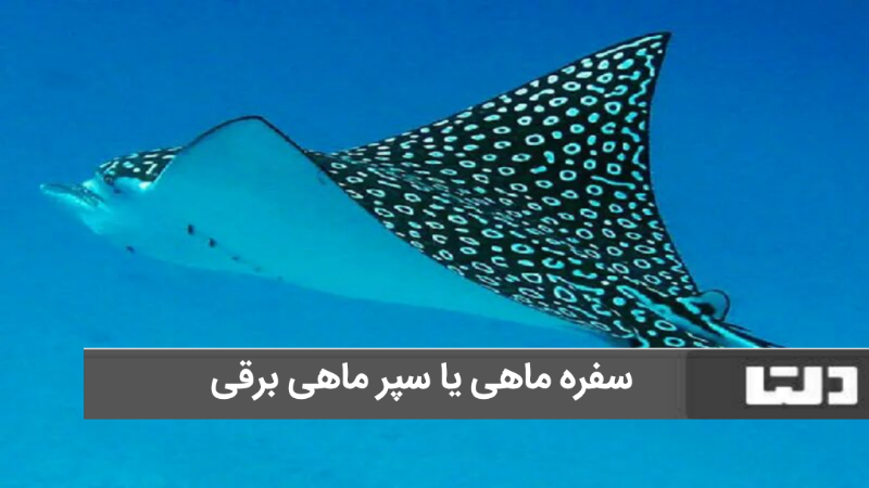 حیوانات عجیب ایران