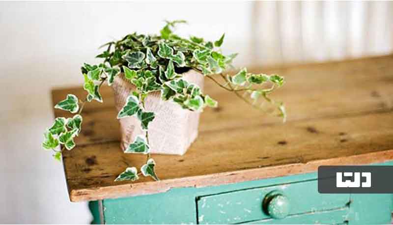 جلوگیری از خشک شدن گیاهان آپارتمانی