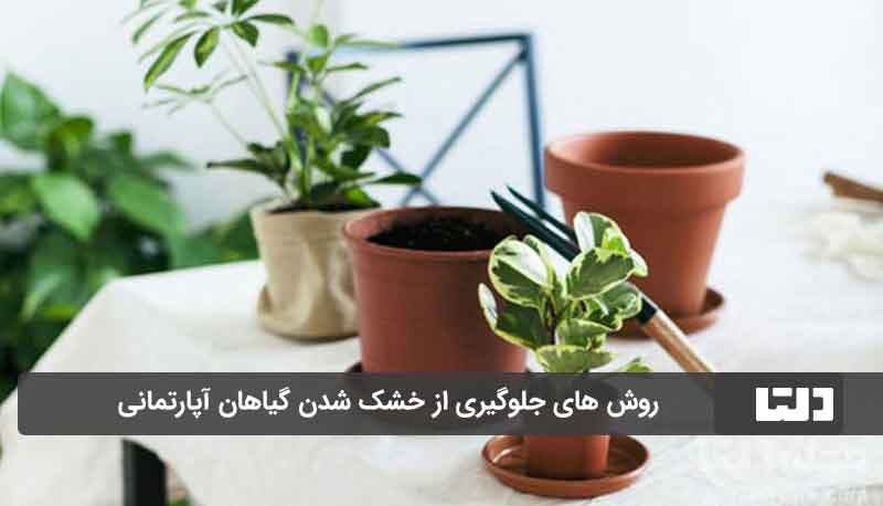 روش های جلوگیری از خشک شدن گیاهان آپارتمانی