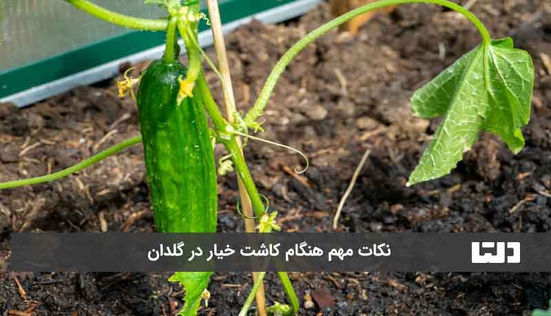 نکات مهم کاشت خیار در گلدان
