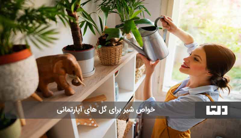 گل های آپارتمانی