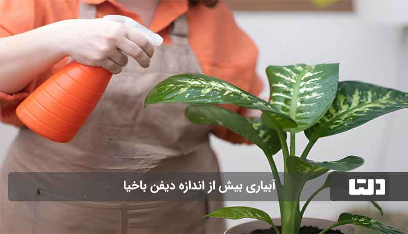 علت زرد شدن برگ دیفن باخیا