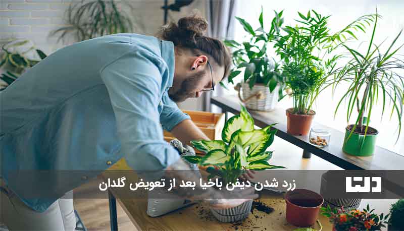 علت زرد شدن برگ دیفن باخیا