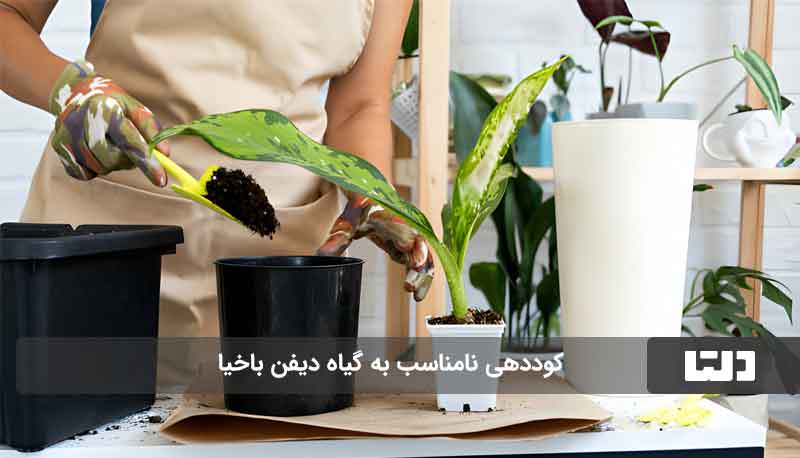 علت زرد شدن برگ دیفن باخیا