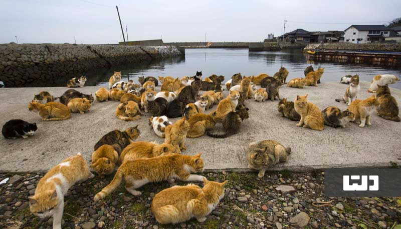 جزیره گربه ها