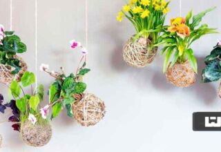 گلدان کوکداما برای گیاهان آپارتمانی