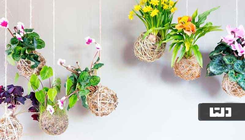 گلدان کوکداما برای گیاهان آپارتمانی