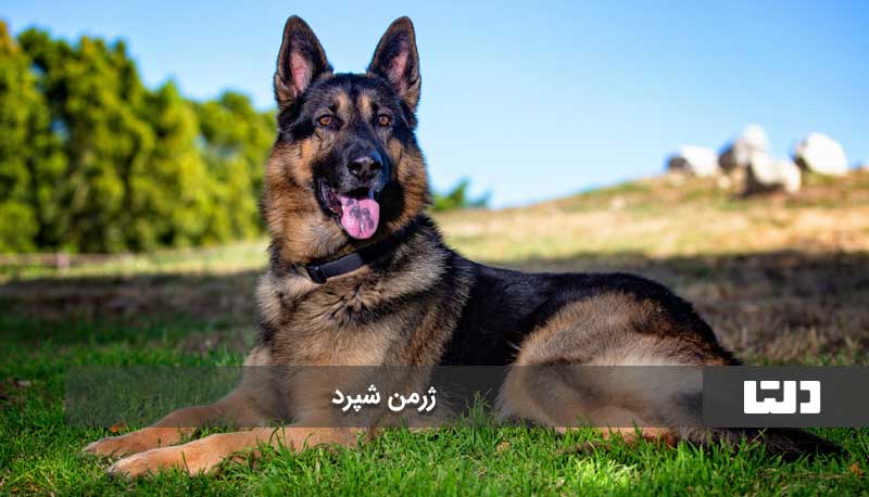 ژرمن شپرد یکی از هفت نژاد سگ خطرناک دنیا دلتامگ