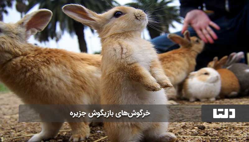 جزیره خرگوش ها کجاست؟