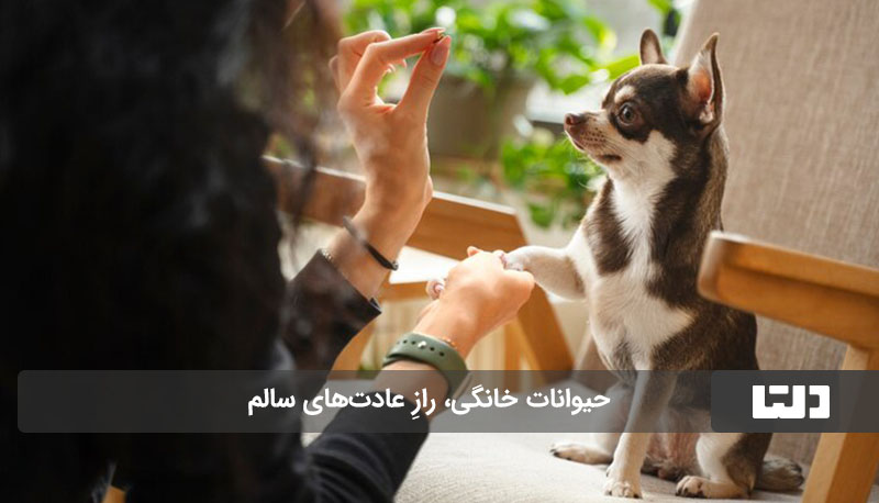 عادات سالم با حیوانات خانگی