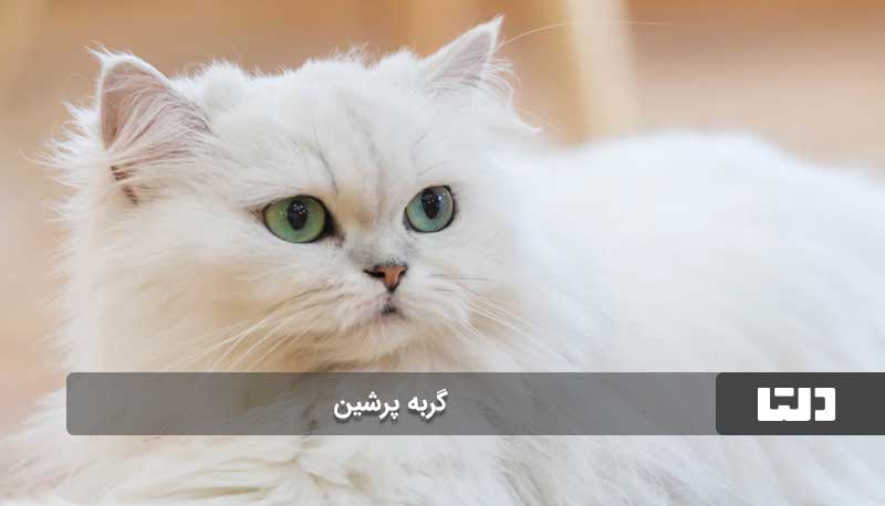 گربه پرشین بغلی ترین نژاد گربه در جهان