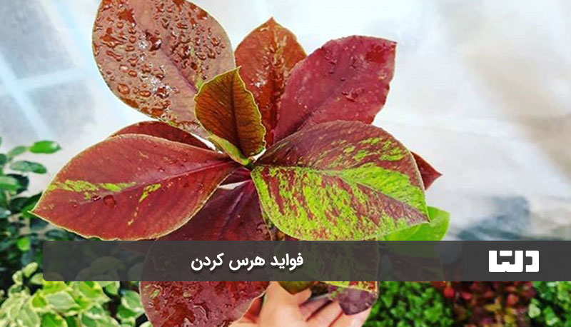 مشکلات گیاه فرودس آپارتمانی