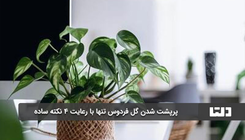 نور مورد نیاز برای گل فردوس