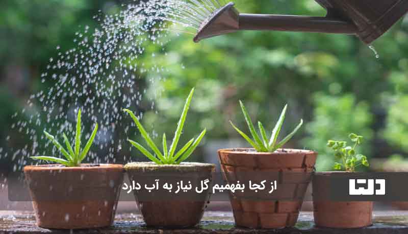 آبیاری گل های آپارتمانی