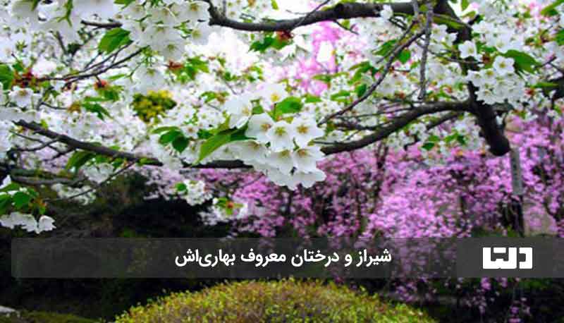 زیباترین شهر ایران در بهار