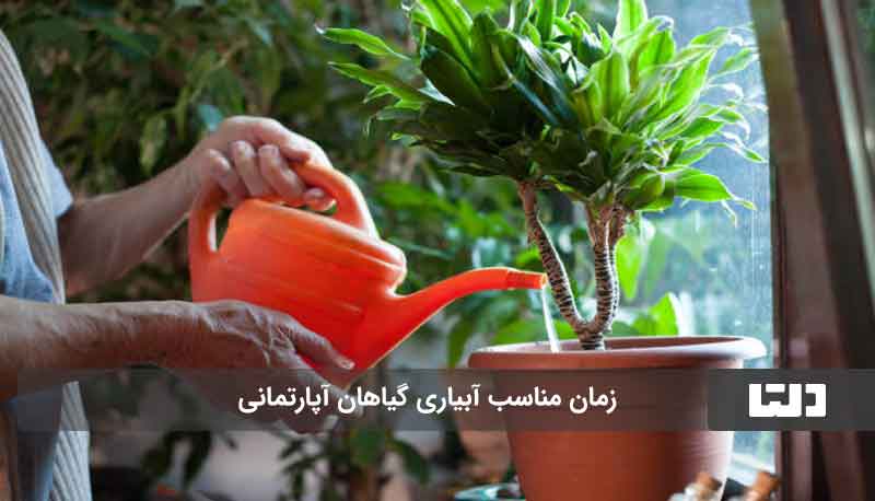 آبیاری گل های آپارتمانی