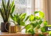 فواید نگهداری گیاهان در خانه