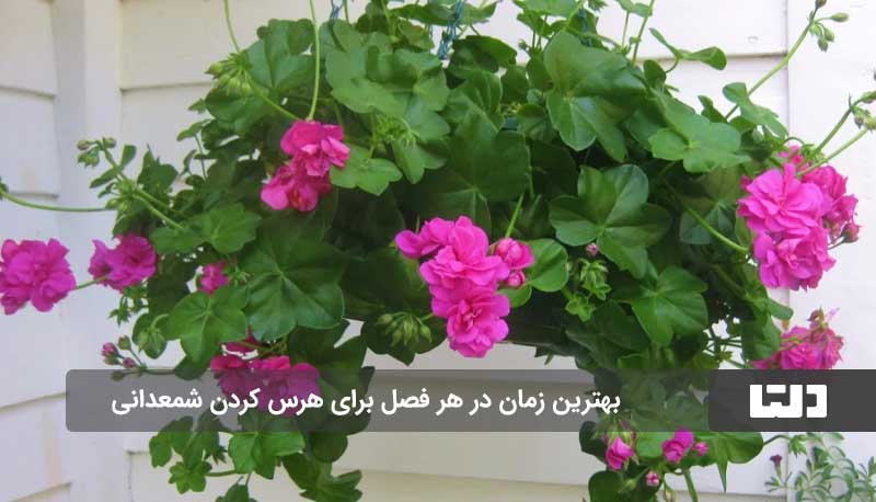 هرس کردن گیاه شمعدانی